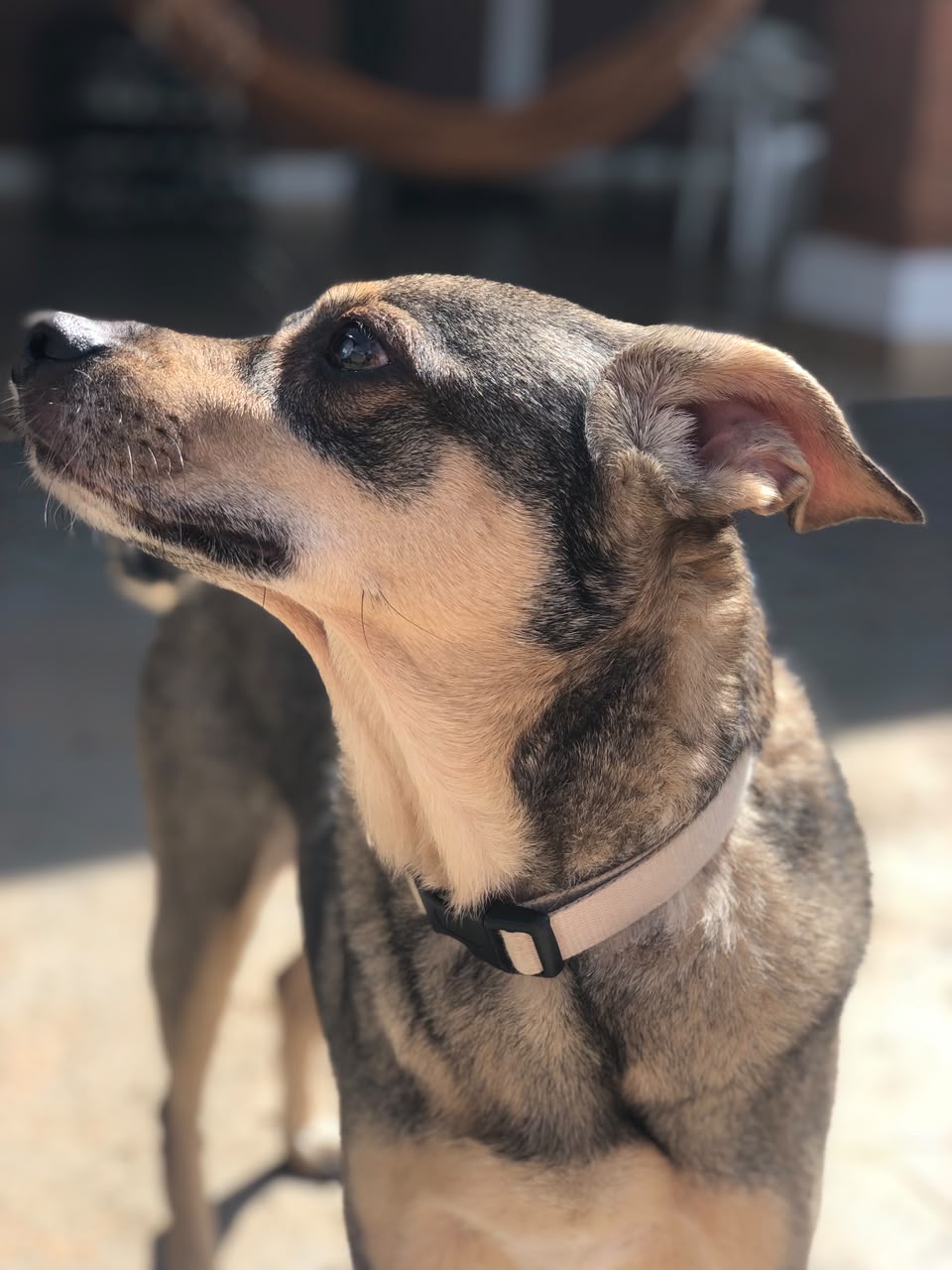Cão hospedado no Lar dos Pets