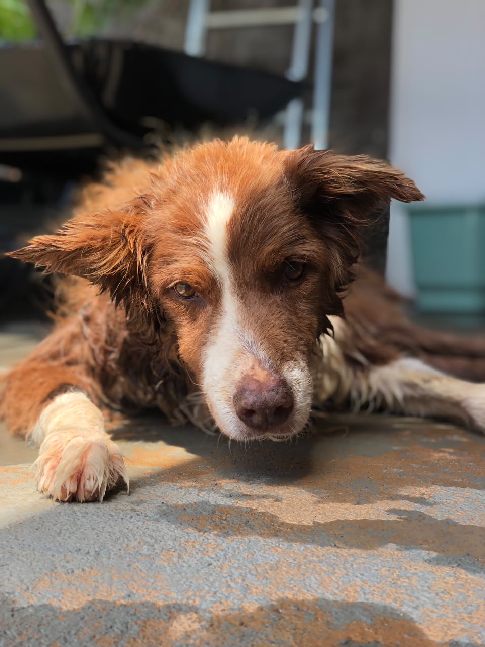 Cão descansando ao sol no Lar dos Pets