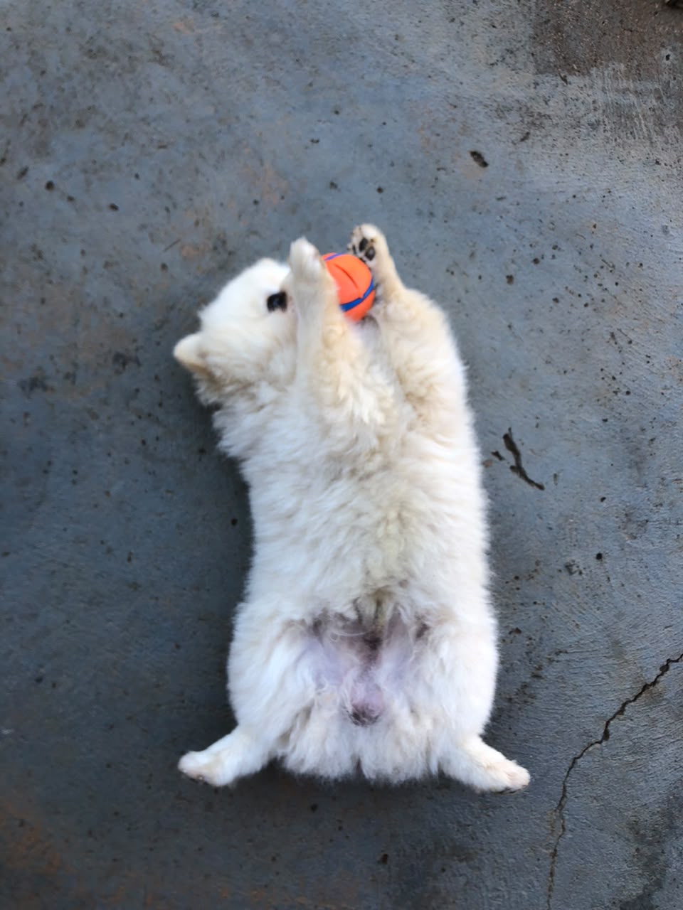 Cão branco brincando com uma bolinha