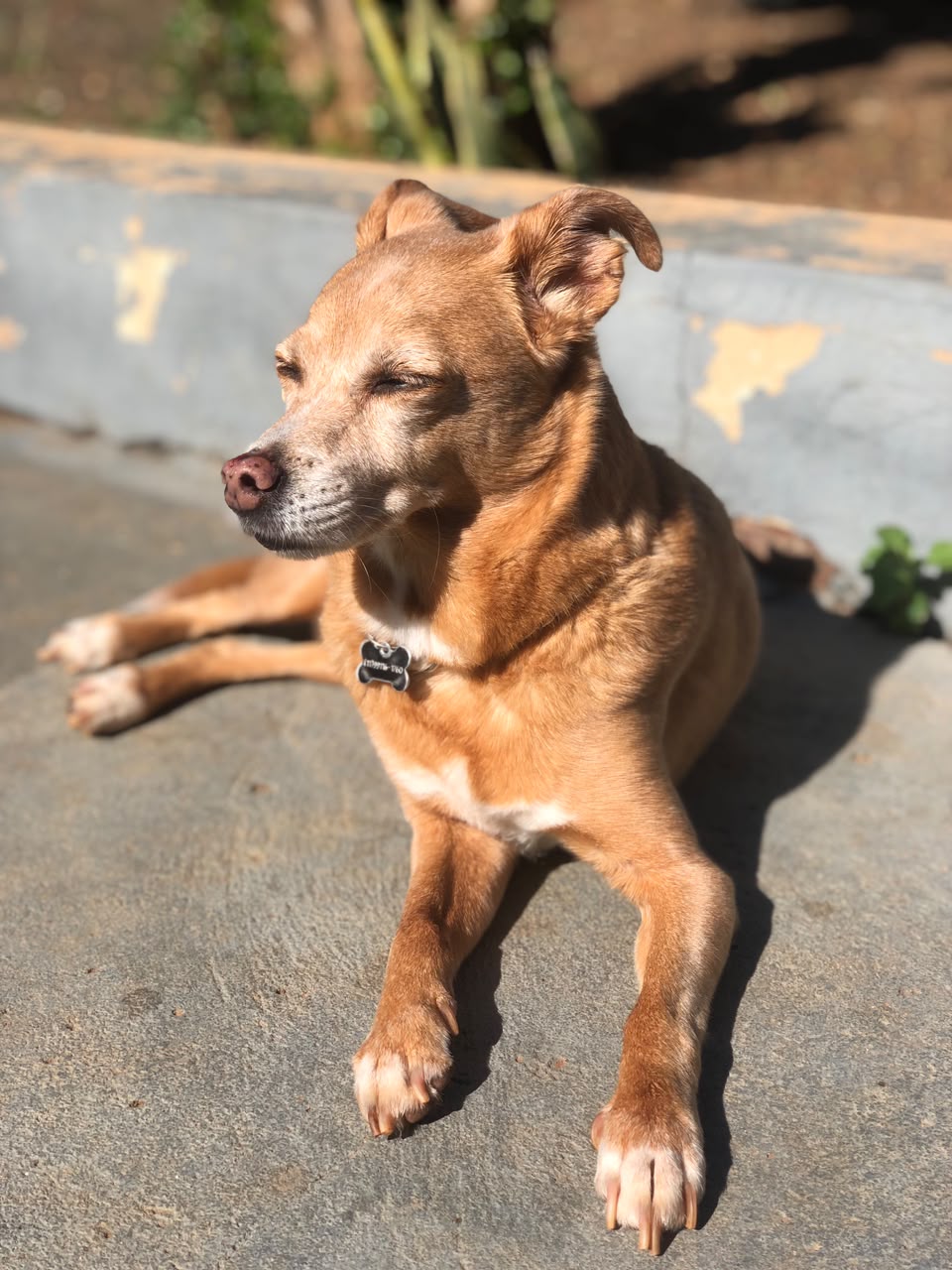 Cão descansando ao sol