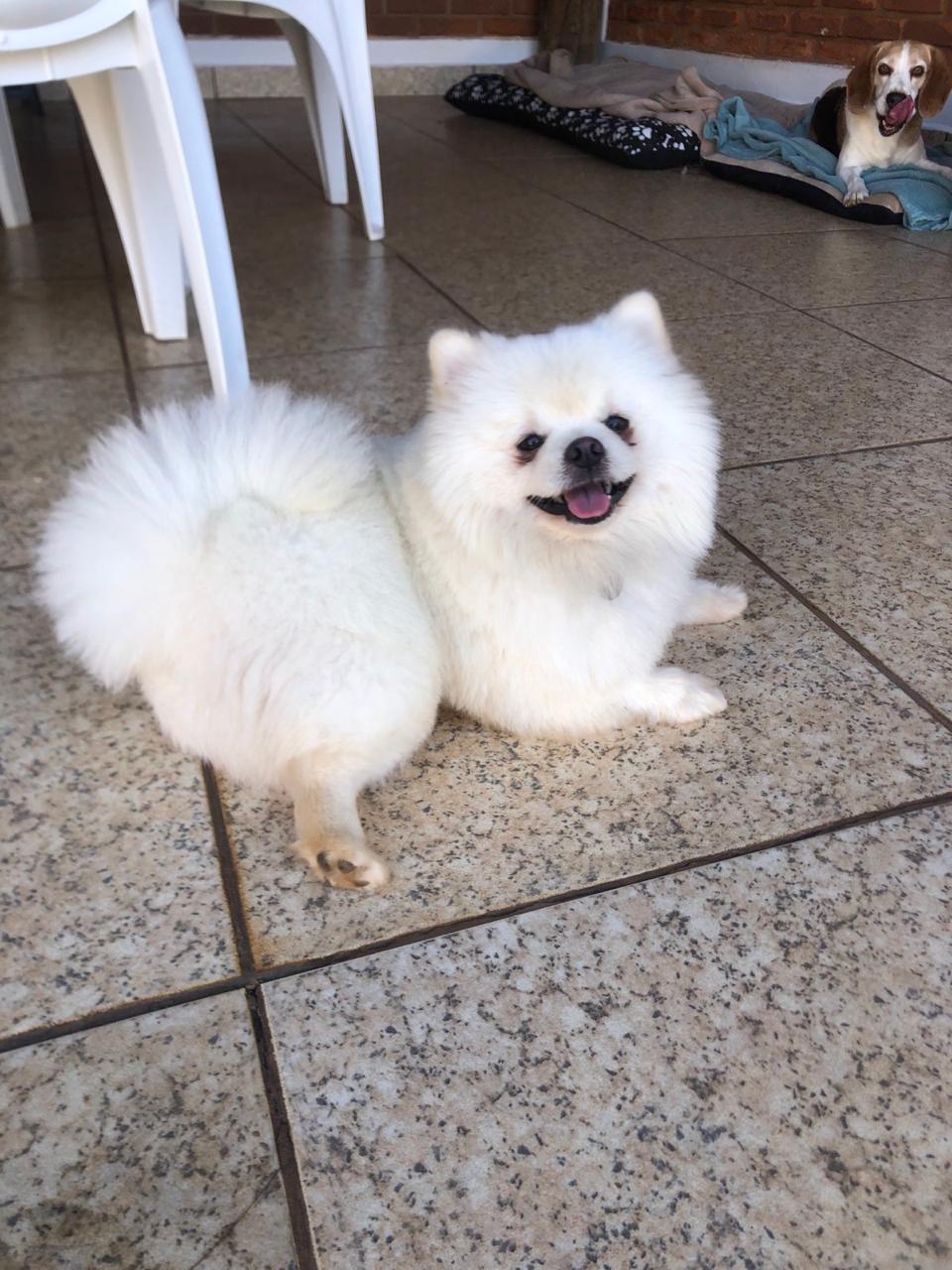 Cão branco sorrindo no ambiente do hotel