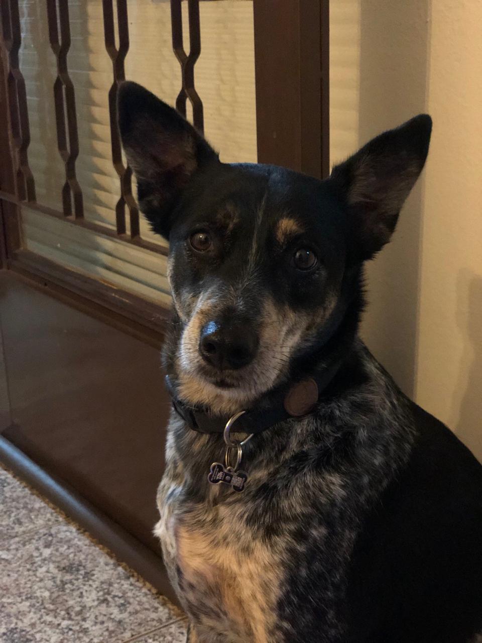 Cão atento em ambiente interno
